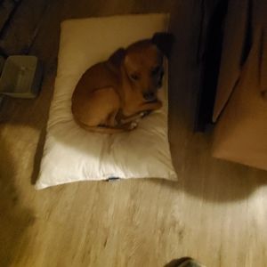 Meet your Posher, Nikki